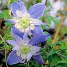 Klemátisz alpina Blue Princess