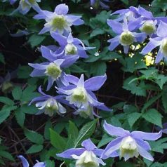 Klemátisz alpina Blue Princess