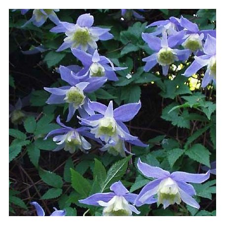 Klemátisz alpina Blue Princess