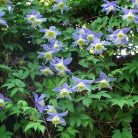 Klemátisz alpina Blue Princess