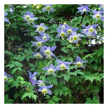 Klemátisz alpina Blue Princess
