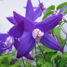 Klemátisz fauriei 'Polar Light' 