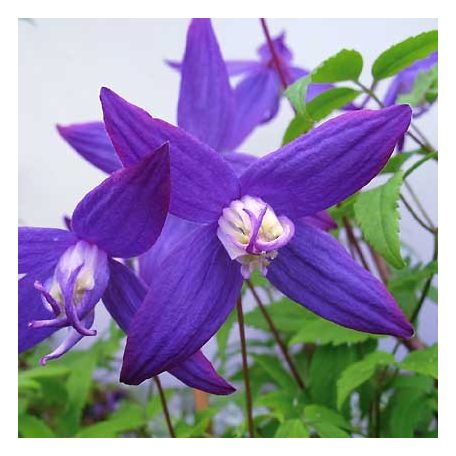 Klemátisz fauriei 'Polar Light' 