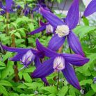 Klemátisz fauriei 'Polar Light' 