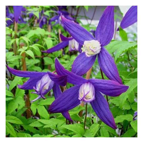 Klemátisz fauriei 'Polar Light' 