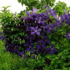 Klemátisz Jackmanii