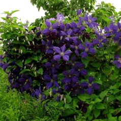 Klemátisz Jackmanii