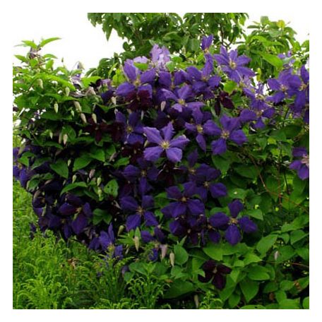 Klemátisz Jackmanii