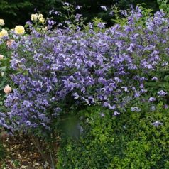 Klemátisz int.Blue Boy