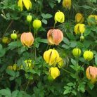 Klemátisz orient.Red Balloon