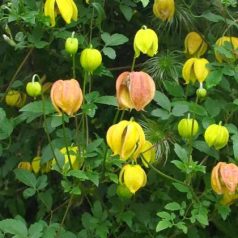 Klemátisz orient.Red Balloon