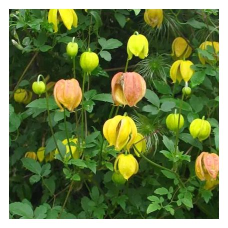 Klemátisz orient.Red Balloon