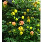 Klemátisz orient.Red Balloon