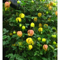 Klemátisz orient.Red Balloon