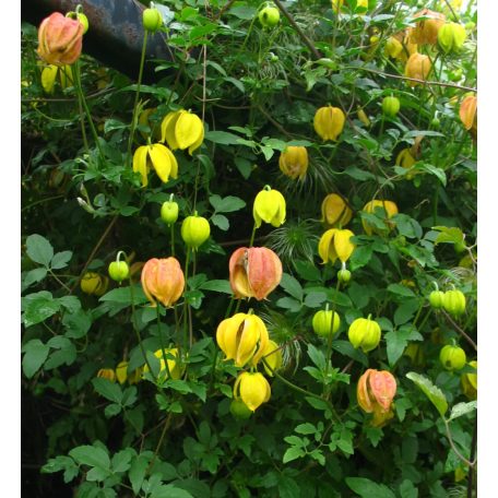 Klemátisz orient.Red Balloon