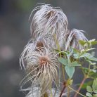 Klemátisz orient.Red Balloon