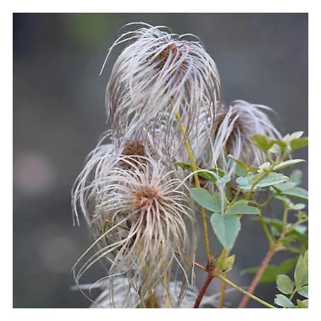 Klemátisz orient.Red Balloon