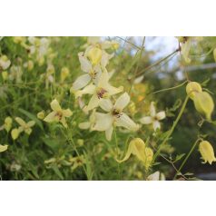 Klemátisz songarica Sundance