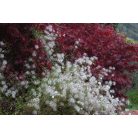 Klemátisz songarica Sundance