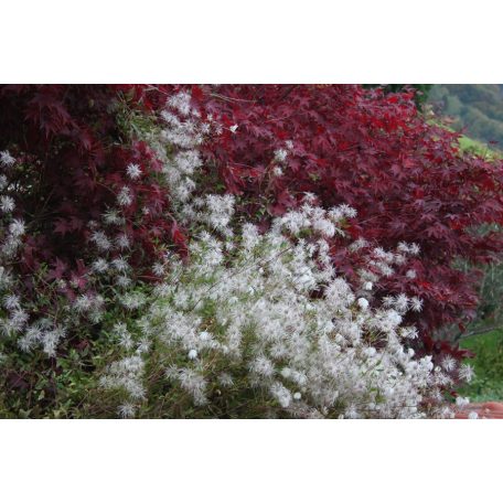 Klemátisz songarica Sundance