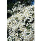 Klemátisz mont.Grandiflora Alba