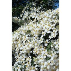 Klemátisz mont.Grandiflora Alba