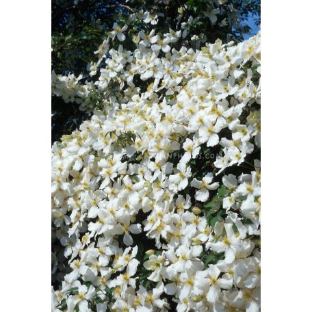 Klemátisz mont.Grandiflora Alba