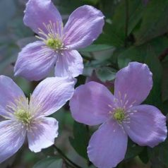 Klemátisz montana Pink Perfection