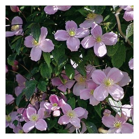 Klemátisz montana Pink Perfection