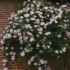 Klemátisz montana Pink Perfection