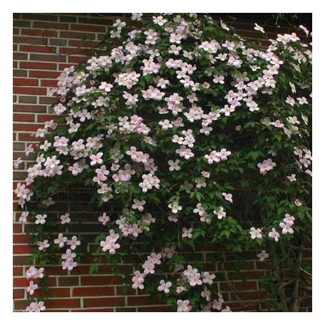 Klemátisz montana Pink Perfection