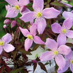 Klemátisz montana var. Rubens Odorata