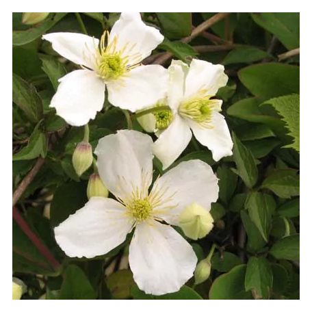 Klemátisz Chrysocoma Sericea