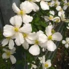 Klemátisz Chrysocoma Sericea