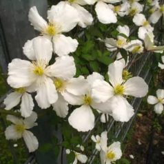 Klemátisz Chrysocoma Sericea