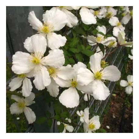 Klemátisz Chrysocoma Sericea