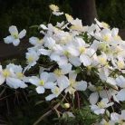 Klemátisz Chrysocoma Sericea