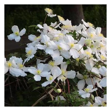 Klemátisz Chrysocoma Sericea