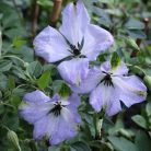 Klemátisz viticella Luxuriant Blue