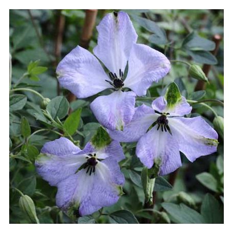 Klemátisz viticella Luxuriant Blue