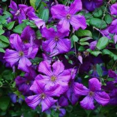 Klemátisz viticella Kaaru