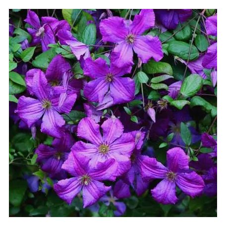 Klemátisz viticella Kaaru