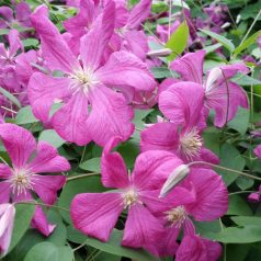 Klemátisz viticella Margot Koster