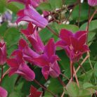 Klemátisz texenis Sir Trevor Lawrence