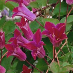 Klemátisz texenis Sir Trevor Lawrence