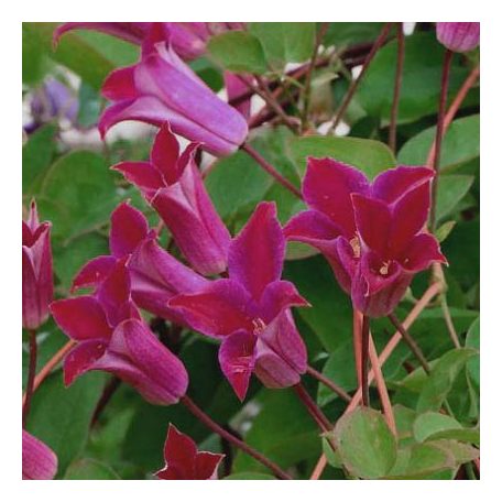 Klemátisz texenis Sir Trevor Lawrence