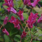 Klemátisz texenis Sir Trevor Lawrence