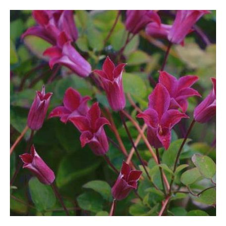 Klemátisz texenis Sir Trevor Lawrence