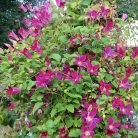 Klemátisz texenis Sir Trevor Lawrence