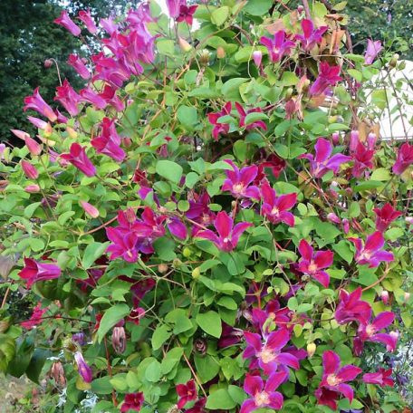 Klemátisz texenis Sir Trevor Lawrence